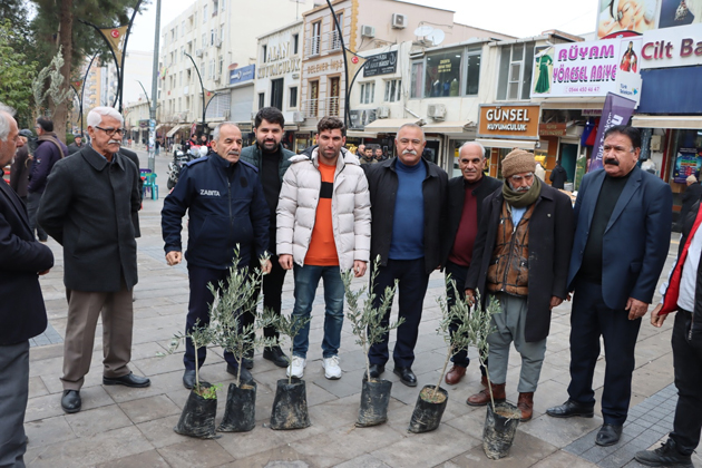 Zeytin fidanları dağıtıldı