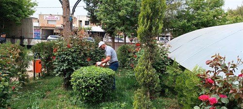 Budama Çalışmaları Devam Ediyor